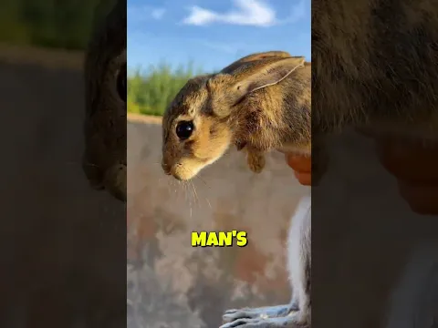 This Man Saved a Rabbit 🐰