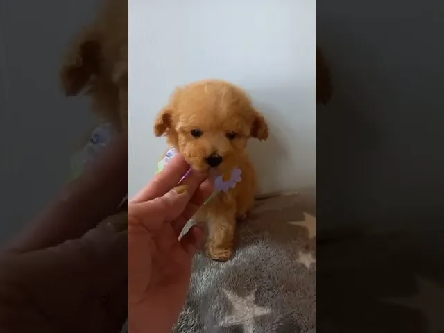 動画