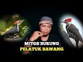 Download Lagu KHASIAT BURUNG PELATUK BAWANG MENURUT PRIMBON JAWA