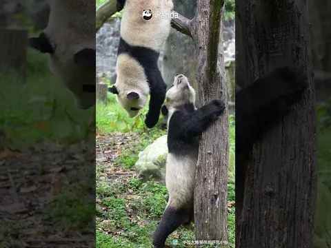 Epic Tree Battle: Round One | iPanda #shorts