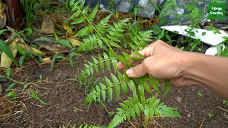 Đã có ai trồng cây Rau Dớn chưa! Đặc sản núi rừng...| Has anyone ever grown Vegetable fern before?