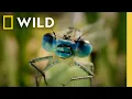 30 Minutes of Calming Bug Sounds Lo-Fi Chill Beats A Real Bug s Life