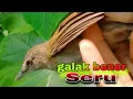 Download Lagu Mikat Burung pelanduk semak Mudah dan jitu posisi pulut ny