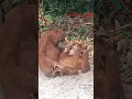 Lagu Induk Orangutan Hamil Tapi tetap sayang #wildlife #animalrescue #shorts #orangutan #animals
