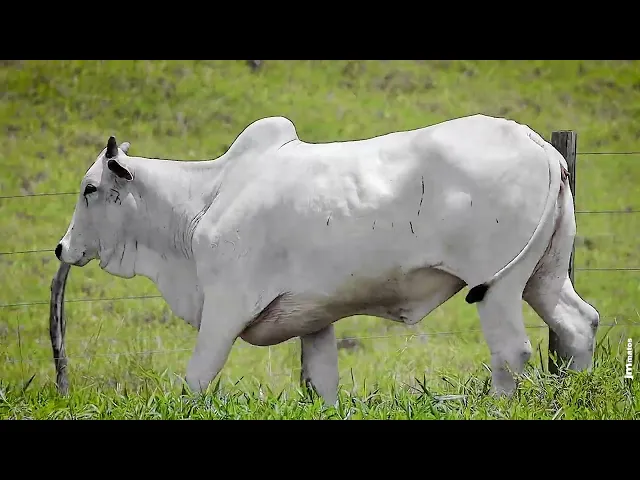 Matriz Nelore FBRA - 156