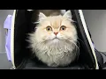 Download Lagu The Sweetest Kitten I've EVER Groomed 😻(Purring the Whole Time!)