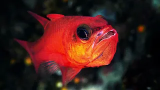 video_image