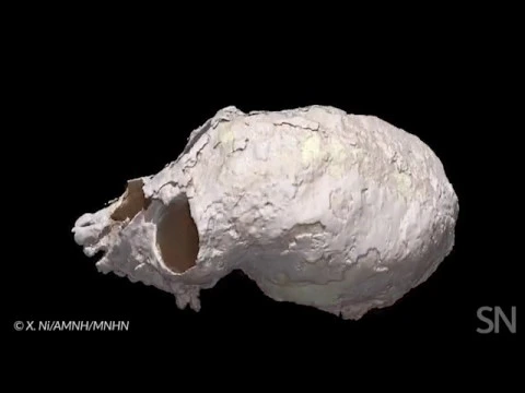 Download MP3 See the digital reconstruction of an ancient monkey’s skull | Science News