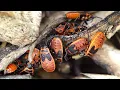 The firebug