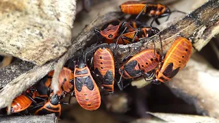 The firebug