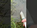 Download Lagu New Primitive Technology FISH TRAP with Fishing SR #short