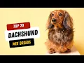 Top 20 Dachshund Mixes Meet the Cutest Hybrids