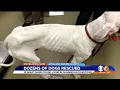 32 Great Danes rescued now recovering