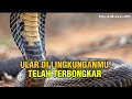 Lagu Jiwa terpilih✴️Ular di lingkunganmu telah terbongkar‼️