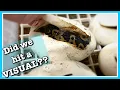 BALL PYTHON EGG CUTTING Cutting Clutch 2020