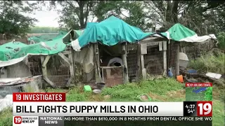 Ohio lawmaker pushes for stronger puppy mill regulations as state ranks among worst