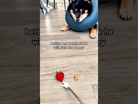 burnt strawberry toast doge