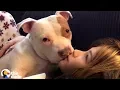 Awkward Pit Bull Loves Kissing His Mom The Dodo