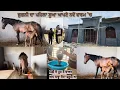 Download Lagu ਜੁਗਨੀ ਦਾ ਪਹਿਲਾ ਸੂਆ ਆਪਣੇ ਨਵੇਂ ਫਾਰਮ 'ਚ… ਆਗਿਆ NEW BABY..ਘੋੜੀ ਦੇ ਸੂਣ ਤੋਂ ਬਾਅਦ ਆਹ ਕਾੜ੍ਹਾ ਦੇਣਾ ਜ਼ਰੂਰੀ ਆ