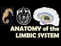 The Emotional Brain Anatomy of the Limbic System