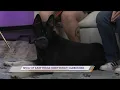 SPCA of East Texas Meet Buddy Clebourne