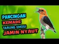 Download Lagu Pancingan kemade gacor emosi ini biasa digunakan untuk memancing burung kemade bahan ikut bunyi