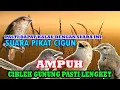 Download Lagu suara cigun ribut untuk pikat mp3 paling ampuh paling cocok untuk segala musim.