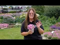 Plant Of The Day August 10 - August 16 30 Off Proven Winners Plants