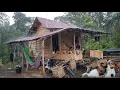 Download Lagu Di guyur hujan deras saat bermalam sendirian di gubuk shelter 