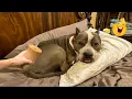 Download Lagu Super Funny Animal Video Clips 😹🐶 The Funniest Cat \u0026 Dog Moments Compilation 😁.
