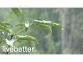Download Lagu Sonido de Lluvia Relajante - Sin truenos y un poco Intensa - Ideal para Dormir - 8 Horas