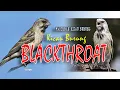 Download Lagu BLACKTHROAT GACOR , suara jernih... pilihan tepat untuk masteran burung kicau....