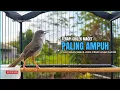 Burung Ciblek SEMI Gacor NGEBREN Untuk Pancingan Ciblek dan MASTERAN BURUNG Kesayangan Anda