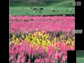 Download Lagu Елім -ай Туған жер