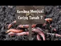 Download Lagu Pemasaran cacing tanah
