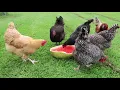 How long does it take chickens to eat a watermelon