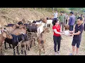 Lagu Buy Many Goats From Farmers, Use Truck Transport Goats Go To Sell At Village Market