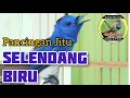 Download Lagu SELENDANG BIRU GACOR NYRECET - PANCINGAN JITU SELENDANG BIRU