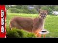 Download Lagu Mountain Lions Surround Colorado Home in Chilling Backyard Footage