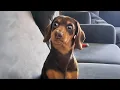 The Funniest DOGS of 2026 So Far Funny Dog s