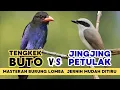Lagu JINGJING PETULAK SAMBUNG TENGKEK BUTO‼️ MASTERAN BURUNG LOMBA SUARA JERNIH DAN MUDAH DITIRU🔥
