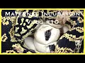 Maternal Incubation Vlog 10