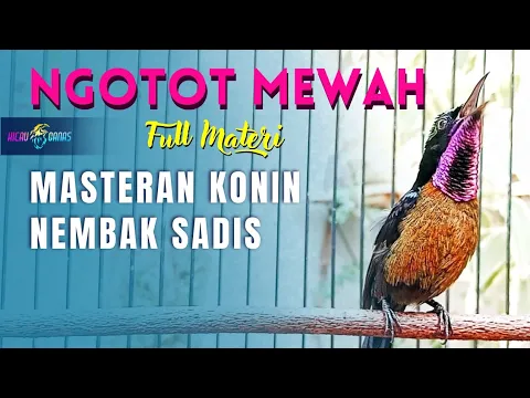 Download MP3 MASTERAN KONIN MATERI MEWAH FULL NGOTOT NEMBAK ISIAN  - KOLIBRI NINJA MATERI NEMBAK MEWAH