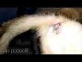 Download Lagu Cat's mating...proses kucing kawin....