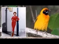 Eartha Kitt - Yellow Bird