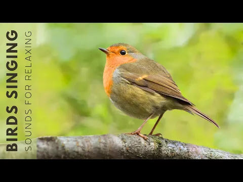 Download MP3 Nature Birds Sounds - Birds Singing in the Forest, Beautiful Bird Scenes and Sounds for Relaxation