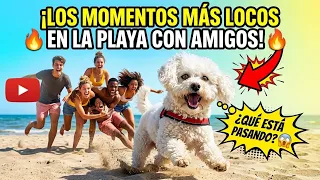 Cooper y sus locuras en la playa no te lo pierdas #Cooper #puppy #divertido #funny #viral #increible