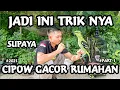 Download Lagu caring for a bird tips and tricks