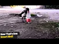 Download Lagu Burung murai jenius menjatuhkan batu ke dalam botol untuk menaikkan level air agar bisa diminum.