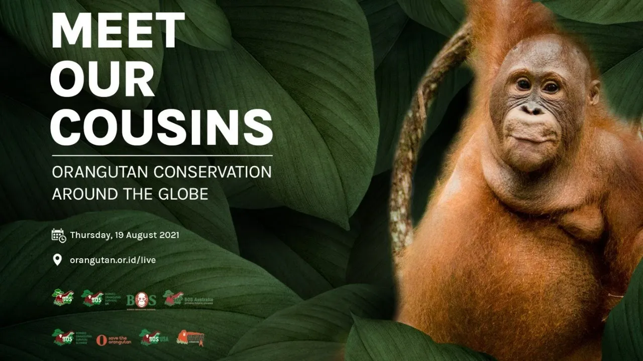 International Orangutan Day Australia 2021 - Meet Our Cousins